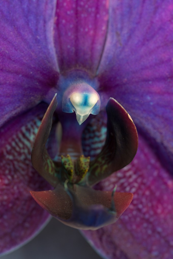 orchideeën orchidee orchideeen hdr bloem Orchidaceae natuur flora bloemen orchis sierbloem sierplant phalaenopsis orchidaceae